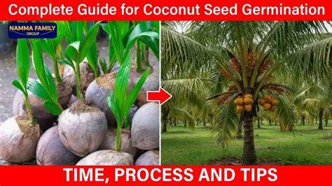 From Seed to Shelf: The Complete Guide to Coconut Farming - raincitystudios.com