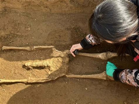 From the grave to the lab: evaluation of archaeological human bone ... - wintechmobiles.com