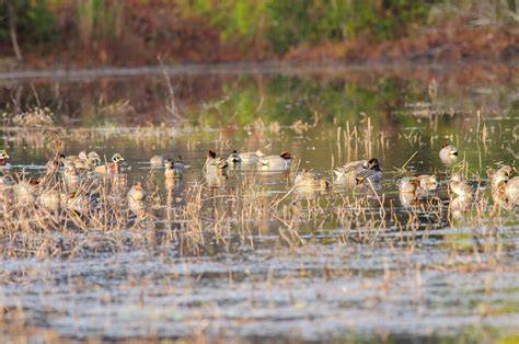 Frostwater Fowl | Consulting | Duck Ponds | Planting … - raincitystudios.com