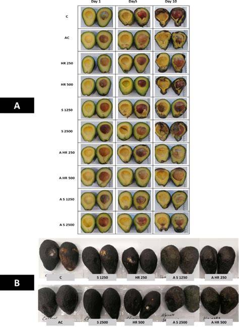 Fruit production and oil quality of avocado cultivars in a high ... - raincitystudios.com