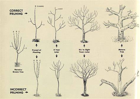 Fruit Tree Pruning for Maximum Growth - raincitystudios.com