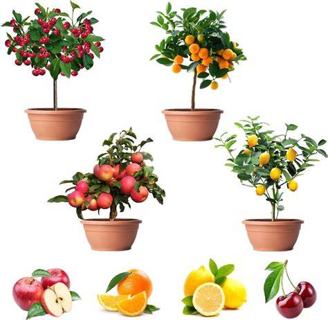 Fruit Tree Seeds - Rarexoticseeds: Discover Our Exotic and Classic ... - raincitystudios.com