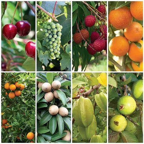 Fruit Trees, Plants Australia - Daleys Fruit Tree Nursery - raincitystudios.com