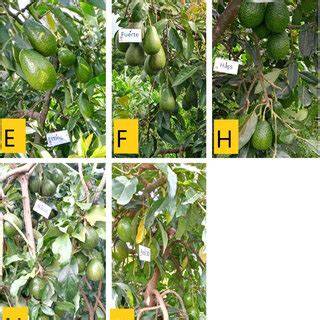 Fruit weight and yield estimation models for five avocado cultivars in ... - raincitystudios.com