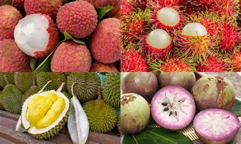 Fruits of Vietnam - Food and Agriculture Organization - raincitystudios.com