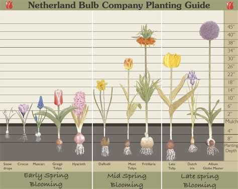 FS1220: Spring Flowering Bulbs (Rutgers NJAES)