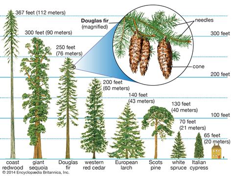 FSC Conifer Identikit - balustradellc