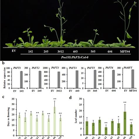 FT-like paralogs are repressed by an SVP protein during the floral ...