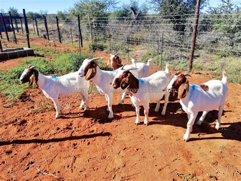 Full Blood Boer Goat - Kambing Boer Asli Africa ini Gemoy tidak Bau ... - balustradellc