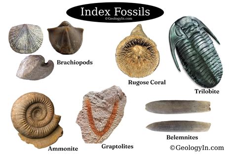 Full List of Index Fossils - Geology Science - muktibox.com