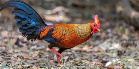 Fun Jungle Fowl Facts For Kids - Kidadl - balustradellc
