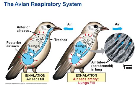 Function of the Avian Respiratory System - Springer - muktibox.com