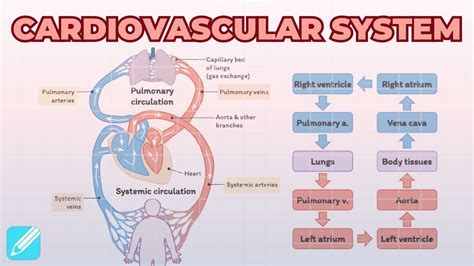 Functions of the Cardiovascular System - CliffsNotes - muktibox.com