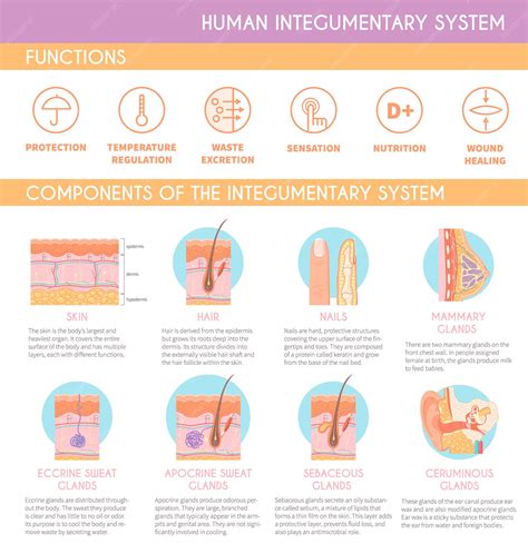 Functions of the Integumentary System - fiveable.me - muktibox.com