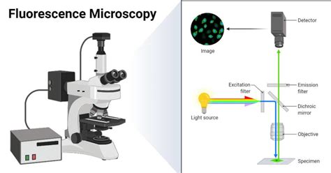 Fundamentals of Fluorescence Microscopy - Thermo Fisher Scientific - wintechmobiles.com
