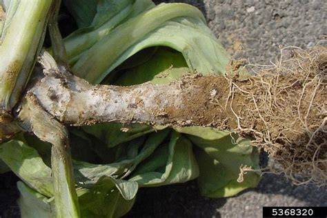 Fungal Root Rots and Chemical Fungicide Use - Penn … - raincitystudios.com