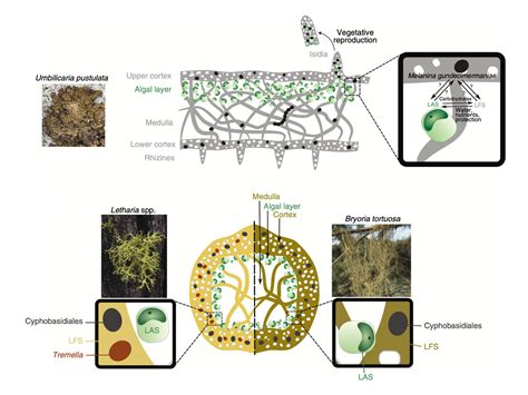 Fungal symbioses: A multiplicity of fungi in the lichen union - raincitystudios.com