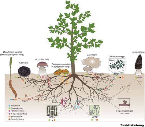Fungal Symbiosis: Understanding Symbiotic Relationships Formed by Fungi ... - raincitystudios.com