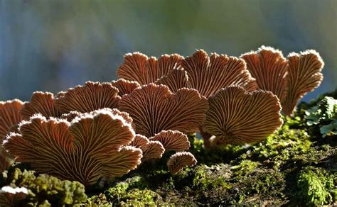 Fungi Jadi Kunci Menyelamatkan Hutan - raincitystudios.com