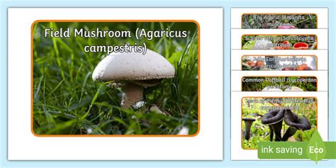 Fungi - Wikipedia bahasa Indonesia, ensiklopedia bebas - muktibox.com