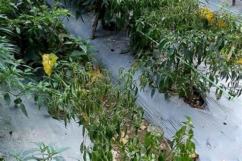 Fungisida Untuk Layu Fusarium Pada Cabai - balustradellc