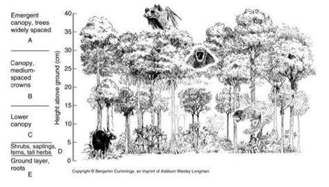Fungsi, Jenis dan Stratifikasi Hutan - raincitystudios.com