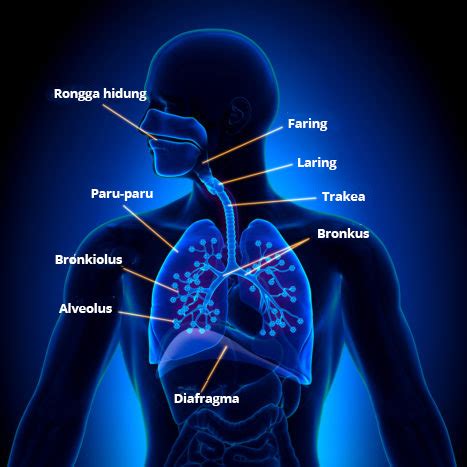 Fungsi Diafragma: Peran Vital Otot Kubah dalam Pernapasan - balustradellc