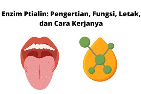 Fungsi Enzim Ptialin dalam Pencernaan | PDF - Scribd - muktibox.com
