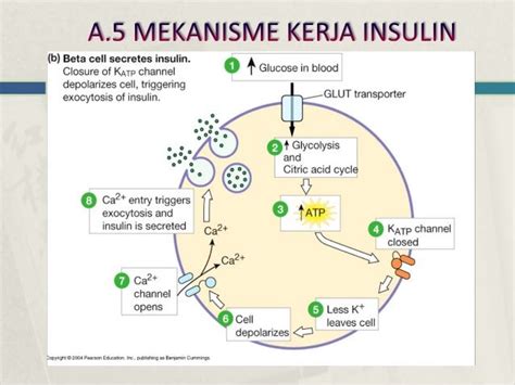 Fungsi Hormon Insulin & Cara Kerjanya - DokterSehat - muktibox.com
