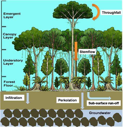 Fungsi Hutan Sebagai Pencegah Banjir - raincitystudios.com