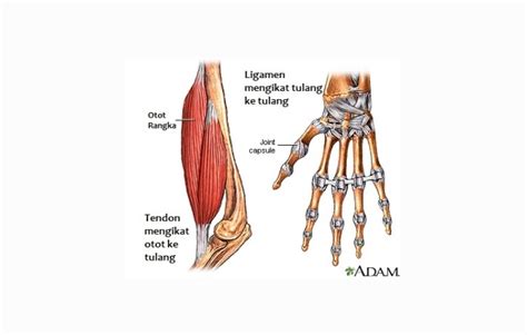 Fungsi Ligamen - Pengertian, Struktur, Jenis, Strujktur … - muktibox.com
