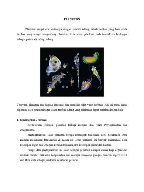 Fungsi Plankton dalam Pembentukan Oksigen - raincitystudios.com