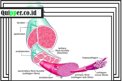 Fungsi Tendon - Pengertian, Struktur, Letak, Macam - muktibox.com
