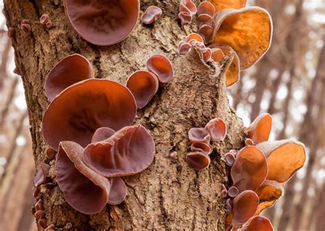 Fungus | Definition, Characteristics, Types, & Facts | Britannica - muktibox.com