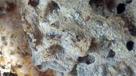 Fungus-cultivating termites exhibit strikingly rapid and efficient ... - muktibox.com