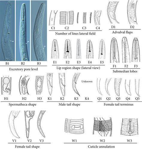 codini.rgarabwor.edu.pl. 
