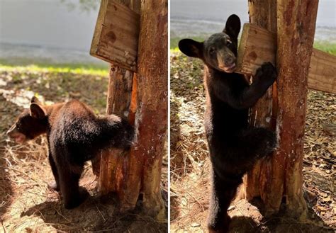FWC officers, biologist rescue bear cub trapped in tree