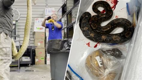 FWC officials caught on camera mistakenly killing pet boa at reptile breeders’ warehouse