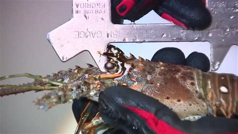 FWC reminds fishers of rules and safety ahead of Lobster ‘Mini’-Season
