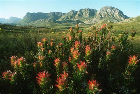 Fynbos - raincitystudios.com