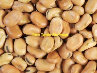 Faba Beans Feed Beans Graded Broad Beans - Farm Tender