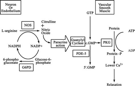 Fabry Disease and G6PD in Three Family Members with …