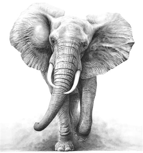 Face Realistic Elephant Drawing
