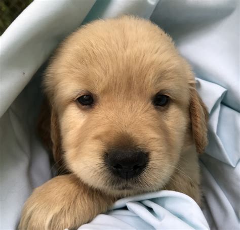 Facebook Golden Retriever Puppies For Sale