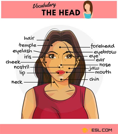 Faces and names. The forehead is the area of your face above your eyes and below your hairline. It is divided into different regions, such as the temple area on either side of the forehead and the area directly above the eyebrows. The forehead also contains the glabella, which is the space between the eyebrows and above the nose. 