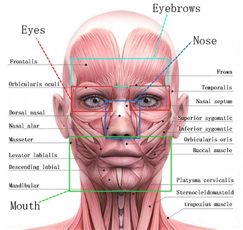 Facial muscle diagrams.  Interactive tutorials on the facial expression muscles, featuring...