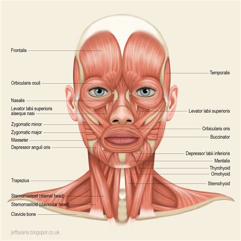 Facial muscles Anatomy of the face Head and Neck