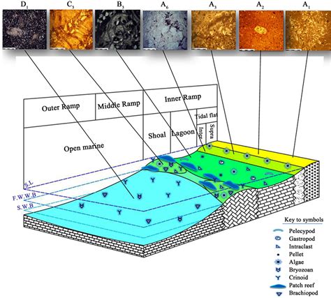 Facies analysis and depositional environments of the lower