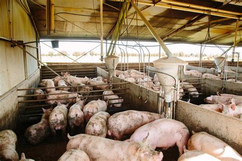 Facilities: List of pig farms in SA, Australia - Farm Transparency ...