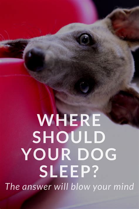 Fact Check: Where should your dog sleep? - Tractive